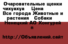 Очаровательные щенки чихуахуа  › Цена ­ 25 000 - Все города Животные и растения » Собаки   . Ненецкий АО,Хонгурей п.